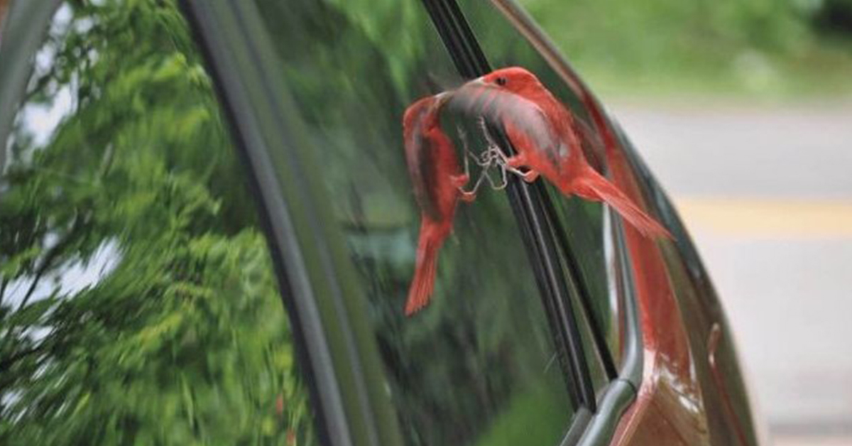 Врезалась птица и улетела к чему. Дятел ударился в окно примета. Птица разбилась об окно примета. Большая птица врезалась в стекло. Птица врезалась в окно.